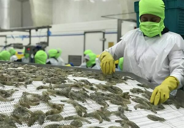 صادرات یک‌هزار و ۶۴۱ تن میگو از استان بوشهر