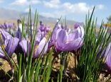 آغاز برداشت طلای سرخ از ۳۵۰ هکتار مزارع شهرستان نطنز