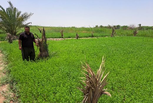 بهسازی و نوسازی نخیلات با کشت پاجوش در آبادان