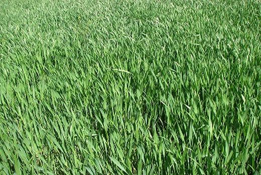 افزایش 50 درصدی ،قمت خرید گندم در سال زراعی جاری نسبت به سال گذشته 