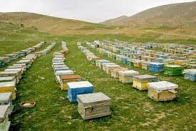 استقرار بیش از 40 هزار کلنی زنبور عسل در سپیدان 
