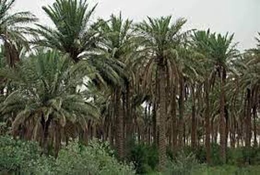 پایان خرید خرما در خرمشهر