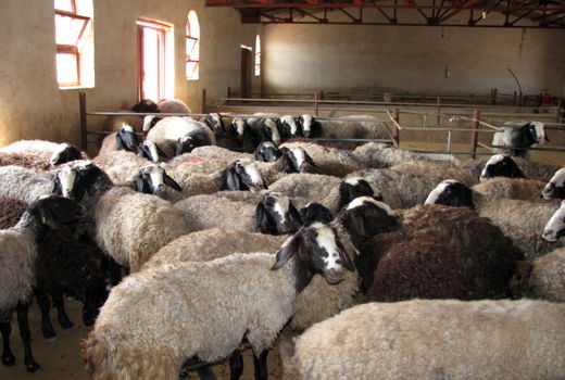 واکسیناسیون ۱۰۰ هزار رأس دام سبک در قزوین در مواجهه با بیماری قانقاریا