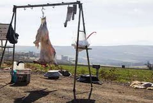 برخورد جدی دامپزشکی خوزستان با کشتار غیرمجاز و کنار جاده ای دام ها