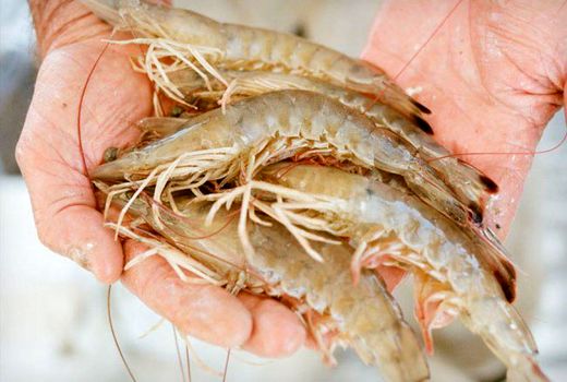 ضرورت ارتقا آموزش‌های فنی به پرورش دهندگان میگو