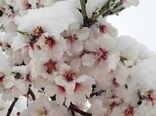 هشدار برای  مقابله با خسارت سرمازدگی درختان میوه در آذربایجان شرقی
