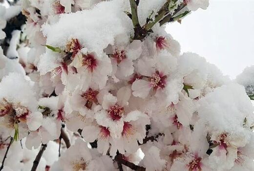 هشدار برای  مقابله با خسارت سرمازدگی درختان میوه در آذربایجان شرقی