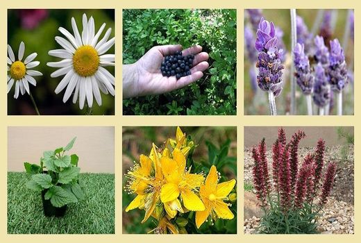 برگزاری دهمین همایش ملی گیاهان دارویی وکشاورزی پایدار در همدان