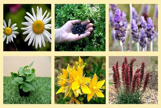 برگزاری دهمین همایش ملی گیاهان دارویی وکشاورزی پایدار در همدان