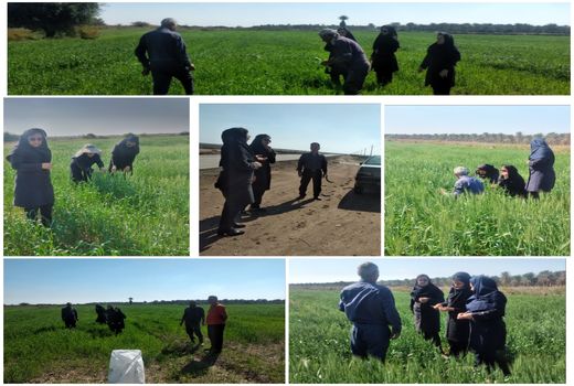 پایش عوامل خسارت‌زای گندم در ماهشهر