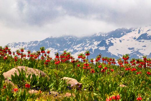 قرق دشت لاله‌های واژگون شهرستان کوهرنگ