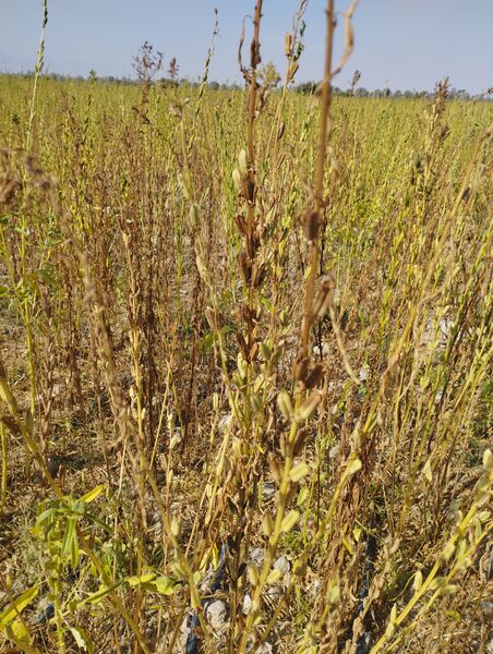 برداشت مزرعه کنجد ناشکوفا در خنج برای اولین بار 