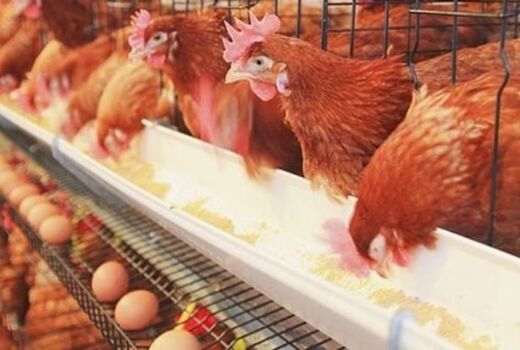 سهم 20درصدی آذربایجان شرقی از  مرغ مادر تخمگذار در کشور