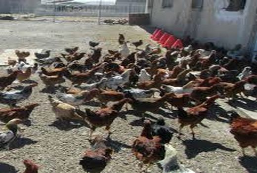 ایجاد ، ارتقا و ترمیم مهارت شاغلان بخش کشاورزی در خوزستان