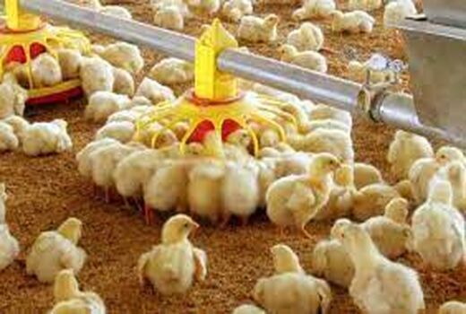220 هزار قطعه جوجه ریزی در داراب 