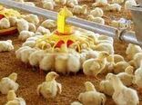 تحقق بیش از ۱۰۵ درصدی تعهد جوجه‌ریزی در واحدهای پرورش مرغ گوشتی استان سمنان
