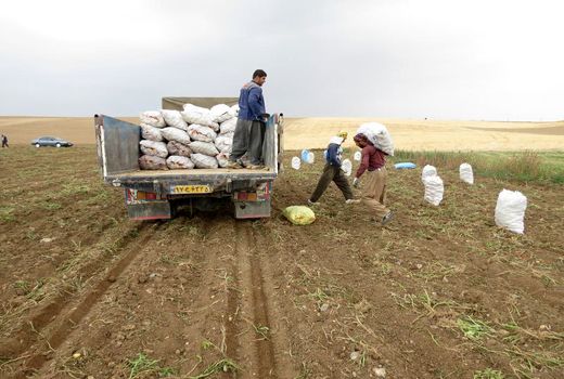 کردستان رتبه چهارم تولید محصول سیب زمینی در کشور را دارد