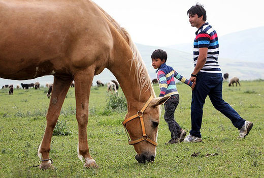 رقابت 300 اسب از کره پای مادر تا سیلمی