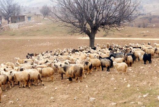 مکمل‌های دامی در شهرستان دشتی توزیع شد
