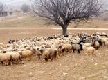 مکمل‌های دامی در شهرستان دشتی توزیع شد