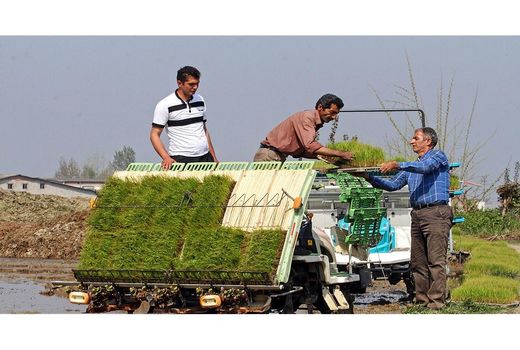 کشت مکانیزه 70 درصدی برنج در نکا