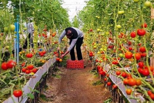 شتاب در احداث گلخانه های کوچک مقیاس