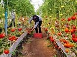 شتاب در احداث گلخانه های کوچک مقیاس