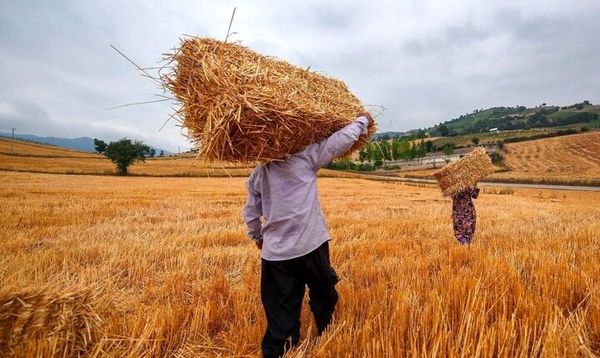 کشاورزان دشمن را نا امید کردند/ حتی یک تماس از گندمکاران برای مطالبات نداشتیم