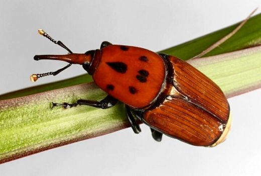 الگوی ملی واحد برای کنترل سوسک سرخرطومی خرما تدوین می‌شود