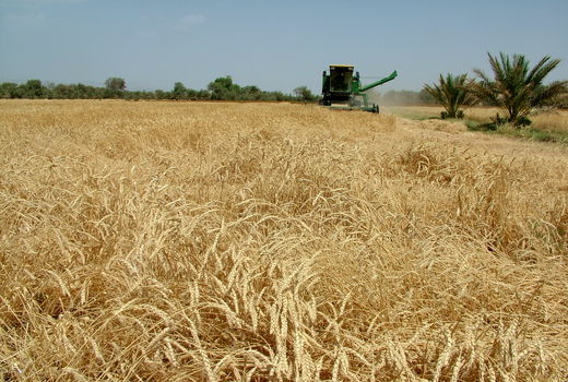با قطع بارندگی در سیستان وبلوچستان کاربرداشت گندم آغاز می‌شود
