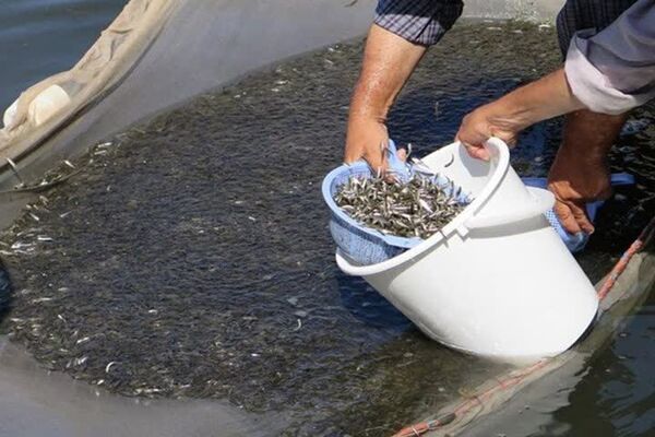 رهاسازی بیش از هفت میلیون قطعه انواع بچه ماهی گرمابی در منابع آبی آذربایجان غربی