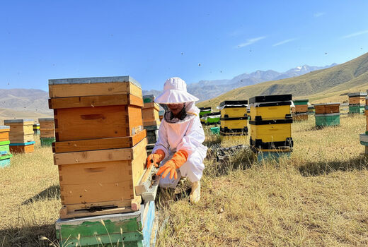 پشت هر شیشه عسل، زندگی یک زنبوردار جریان دارد