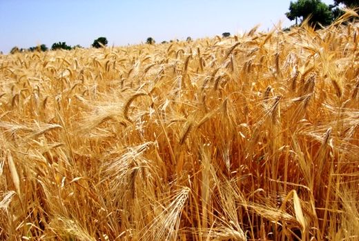 طرح افزایش عملکرد گندم در مزارع کشاورزی استان قزوین اجرا می شود