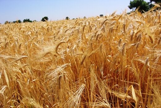طرح افزایش عملکرد گندم در مزارع کشاورزی استان قزوین اجرا می شود
