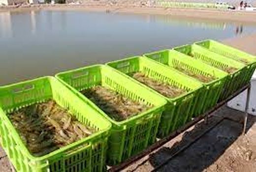 کاهش انتقال بیماری در مزارع میگوی خوزستان با تامین لارو میگو