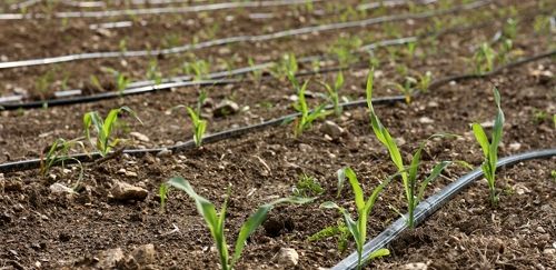 کاشت 2600 هکتار ذرت در کازرون