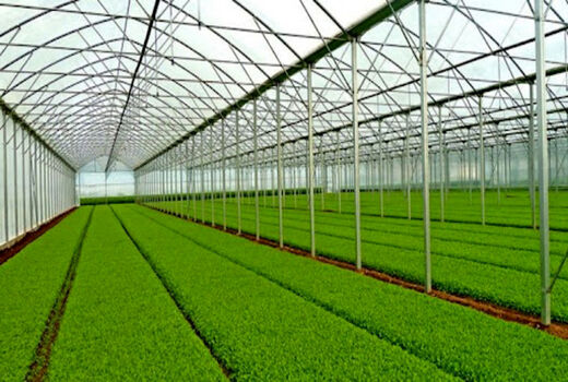 انتقال تولید سبزی و صیفی به فضای گلخانه