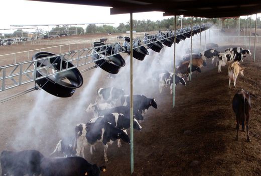 کاهش تولید شیر در گرما قابل مدیریت است 