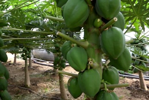 کشت گلخانه ای میوه های استوایی در دهاقان