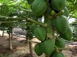 کشت گلخانه ای میوه های استوایی در دهاقان