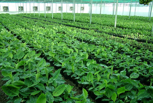 افتتاح86پروژه بخش کشاورزی درسیستان وبلوچستان