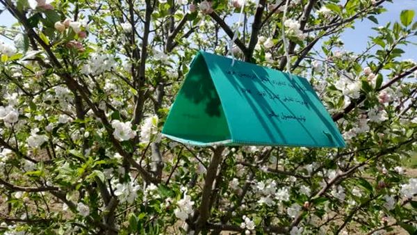 افزایش دقت در مبارزه با آفات باغی با استفاده از سامانههای پیشآگاهی در آذربایجانغربی