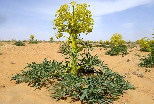 تحقق 4.5 برابری کاشت گیاهان دارویی در طرح جهش تولید در دیمزارهای فارس