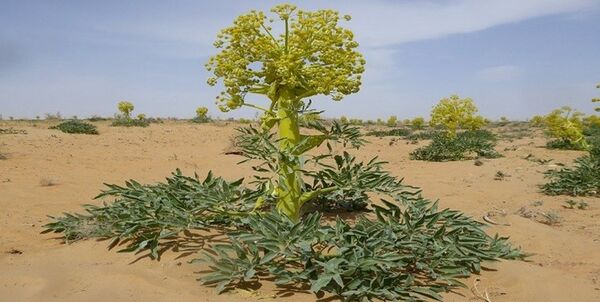تحقق 4.5 برابری کاشت گیاهان دارویی در طرح جهش تولید در دیمزارهای فارس