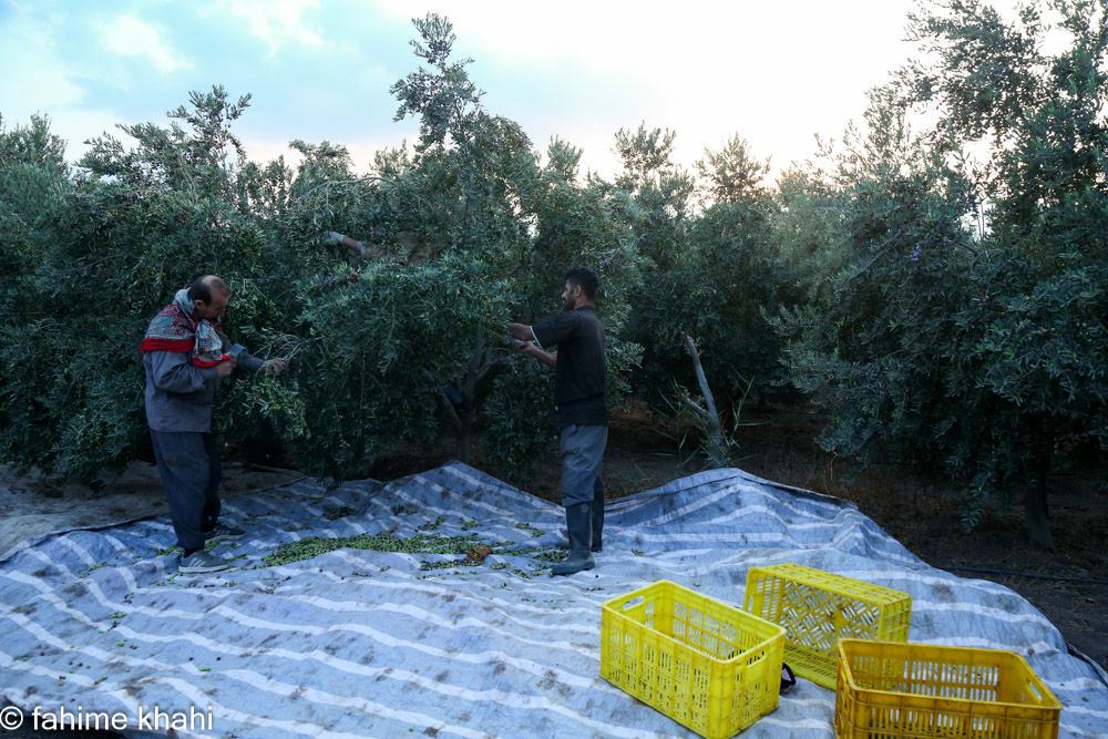 از لمس شاخه تا عصاره ی نور  