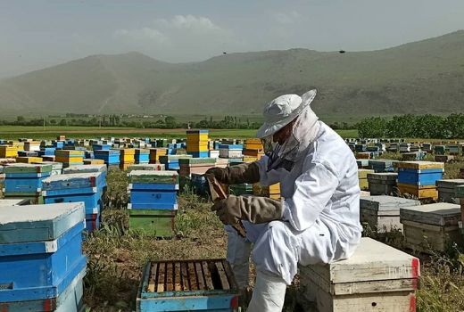 آغاز سرشماری زنبورستان‌های آذربایجان شرقی