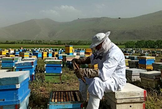 آغاز سرشماری زنبورستان‌های آذربایجان شرقی