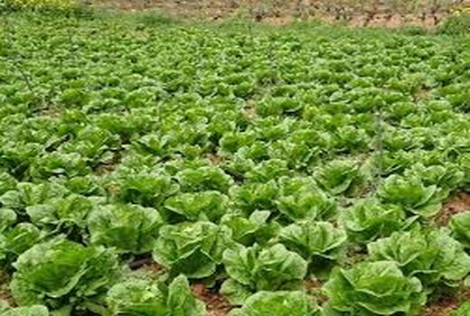 کشت بیش از 400 هکتار سبزی و صیفی در حمیدیه