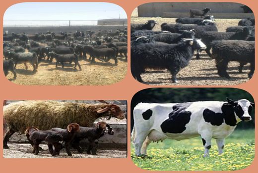 ممنوعیت انتقال دام زنده به استان های مرزی