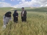 مبارزه با آفت سن گندم در مزارع ارومیه بدون وقفه در روزهای تعطیل ادامه دارد